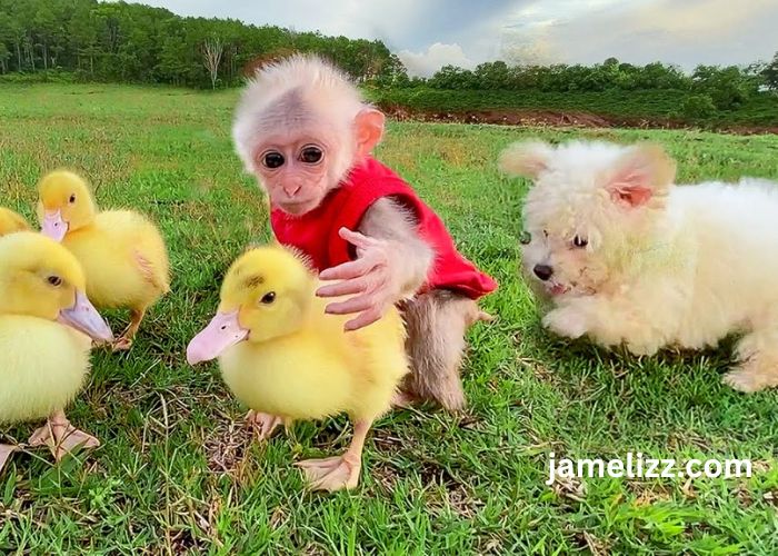 Bibi The Monkey Net Worth - Everything You Need to Know