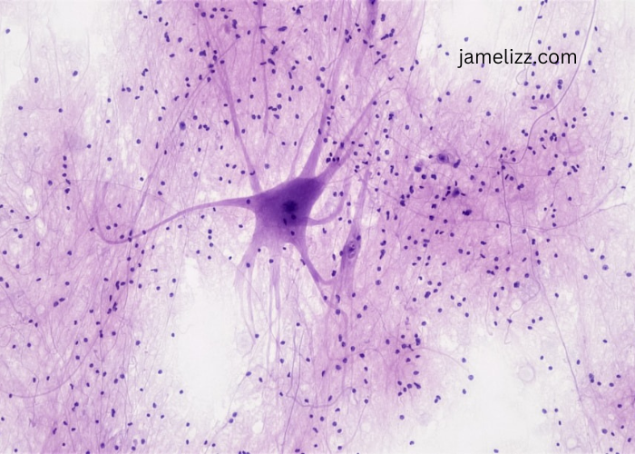 Unveiling the Impact of NAD on the Body