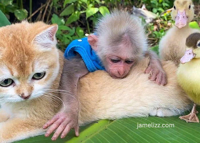Bibi The Monkey Net Worth – Everything You Need to Know